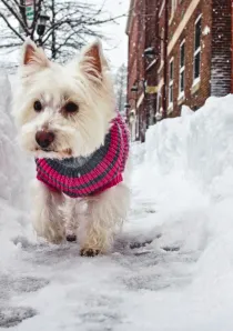 sidewalk_winter_pet