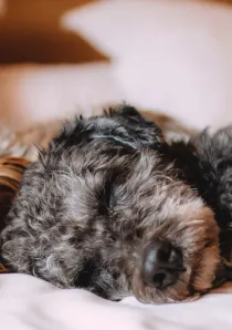 Pet Friendly Apartments in Chicago