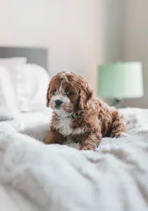 dog bites_landlord image