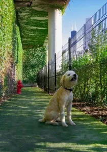 a dog sitting on outdoor dog run in River North apartment building