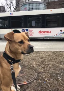 pup_domu bus