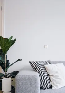 green houseplant next to a grey sofa in a Chicago apartment