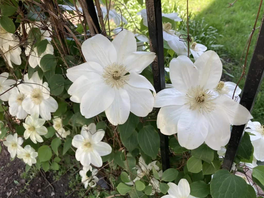 f139d3e3-c67b-4d95-a357-2b93c06278f2_1_105_c