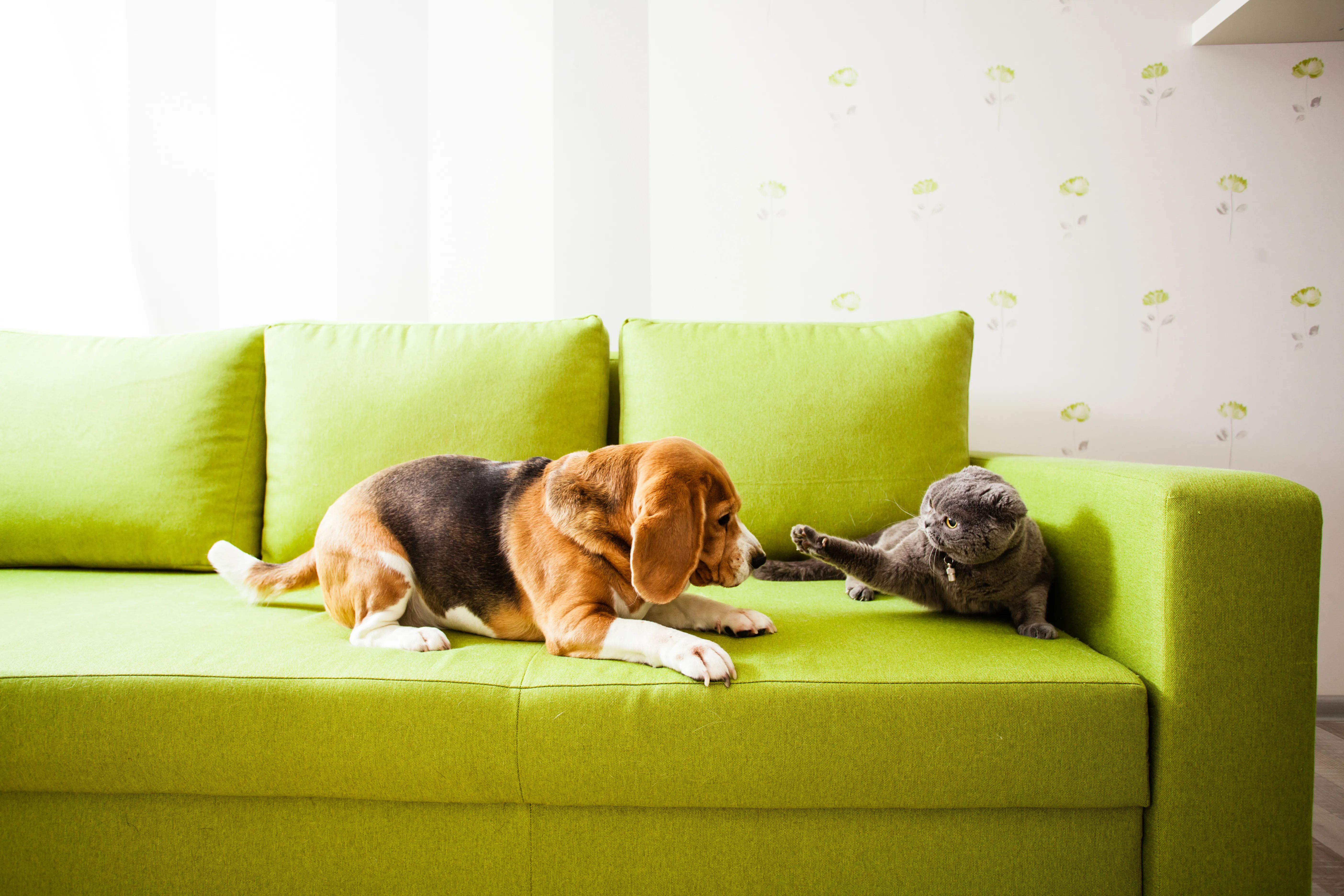 pet_friendly_apartments_in_chicago