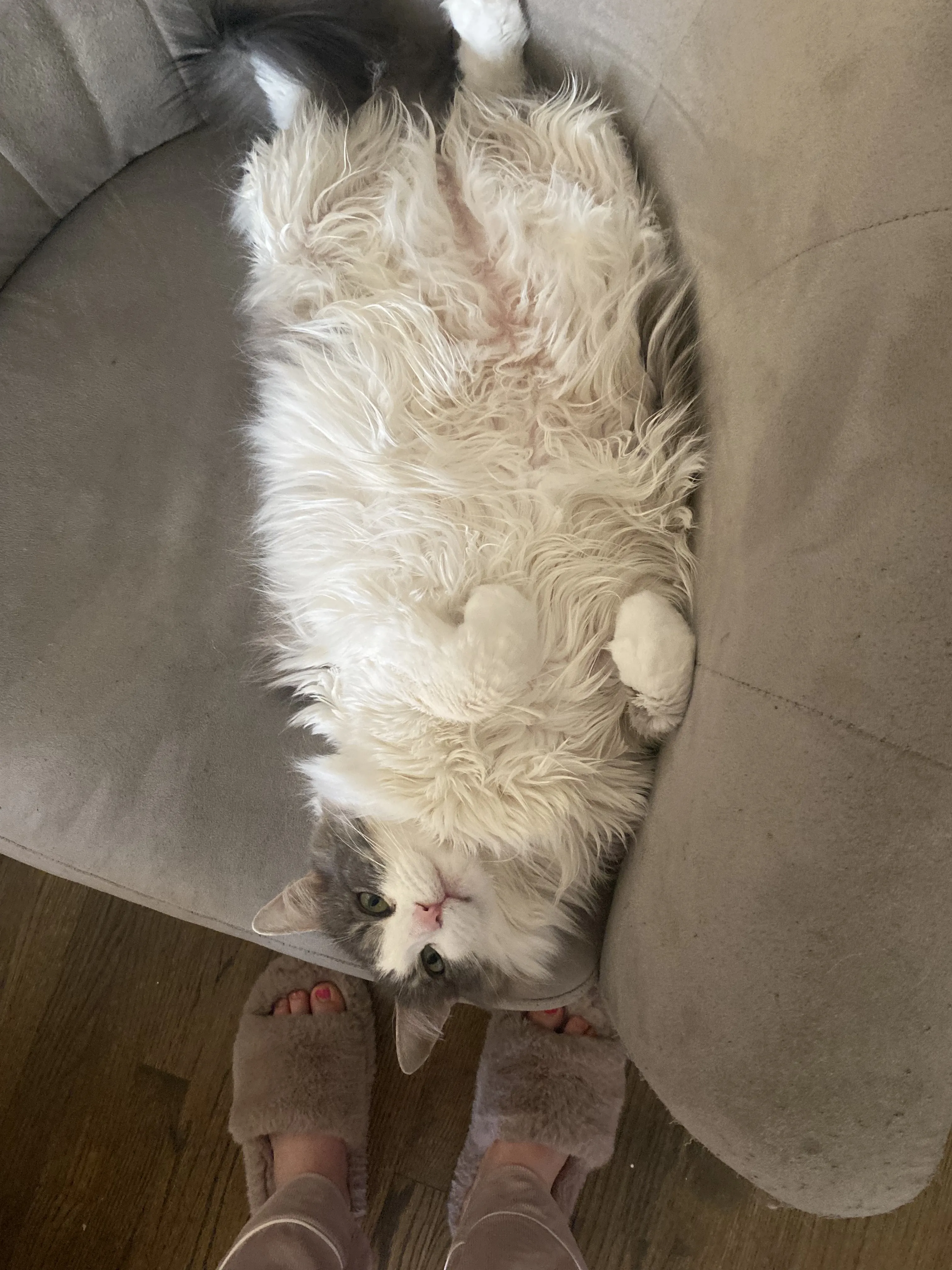 cottontailtummy