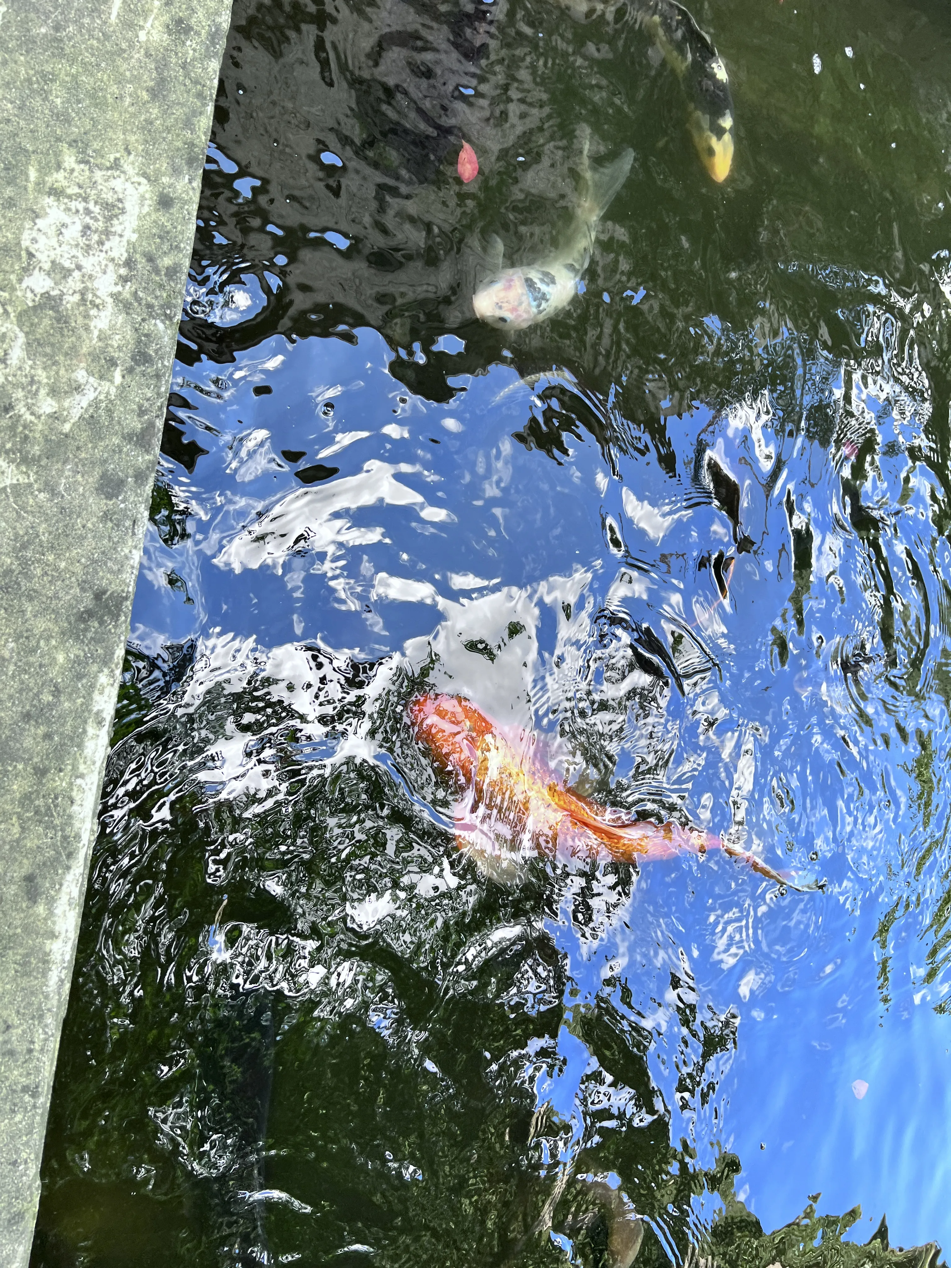 2943 W Washington Blvd   60612 60612-unit#6-Chicago-IL