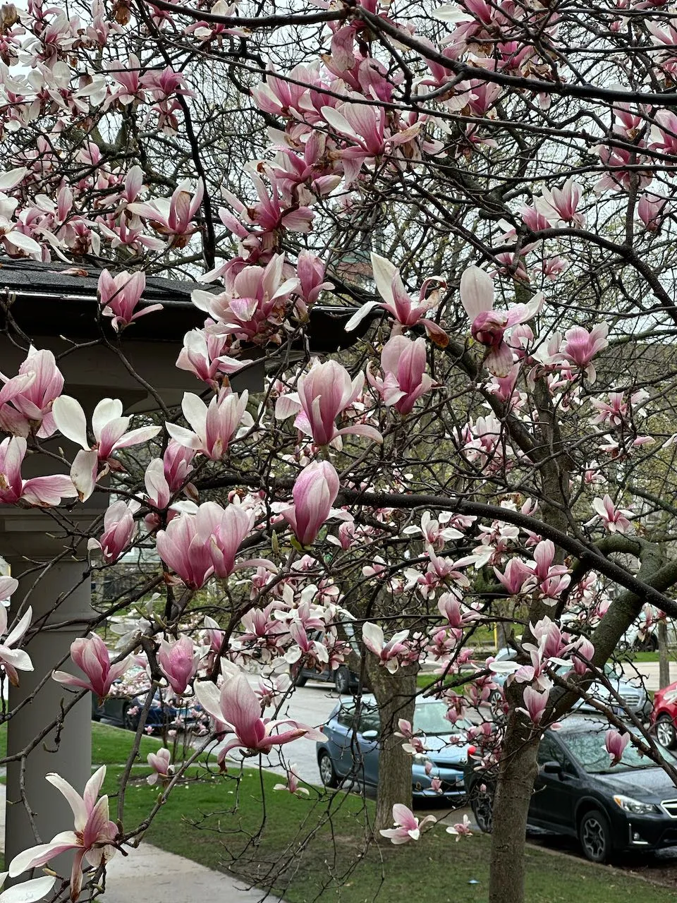 magnolias_bonnie_tree