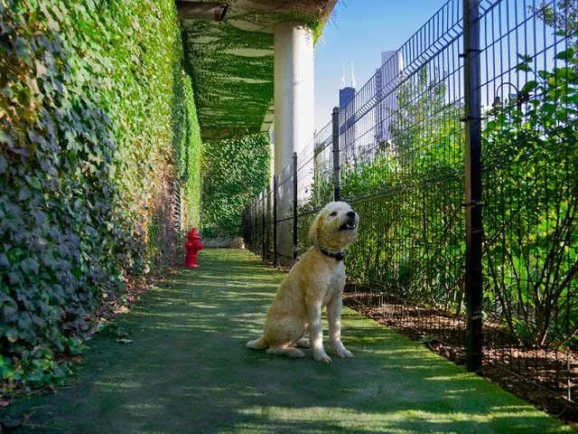 pet friendly dog run at Kingsbury Plaza Apartments in River North Chicago