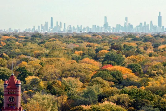 Island Terrace Apartments
