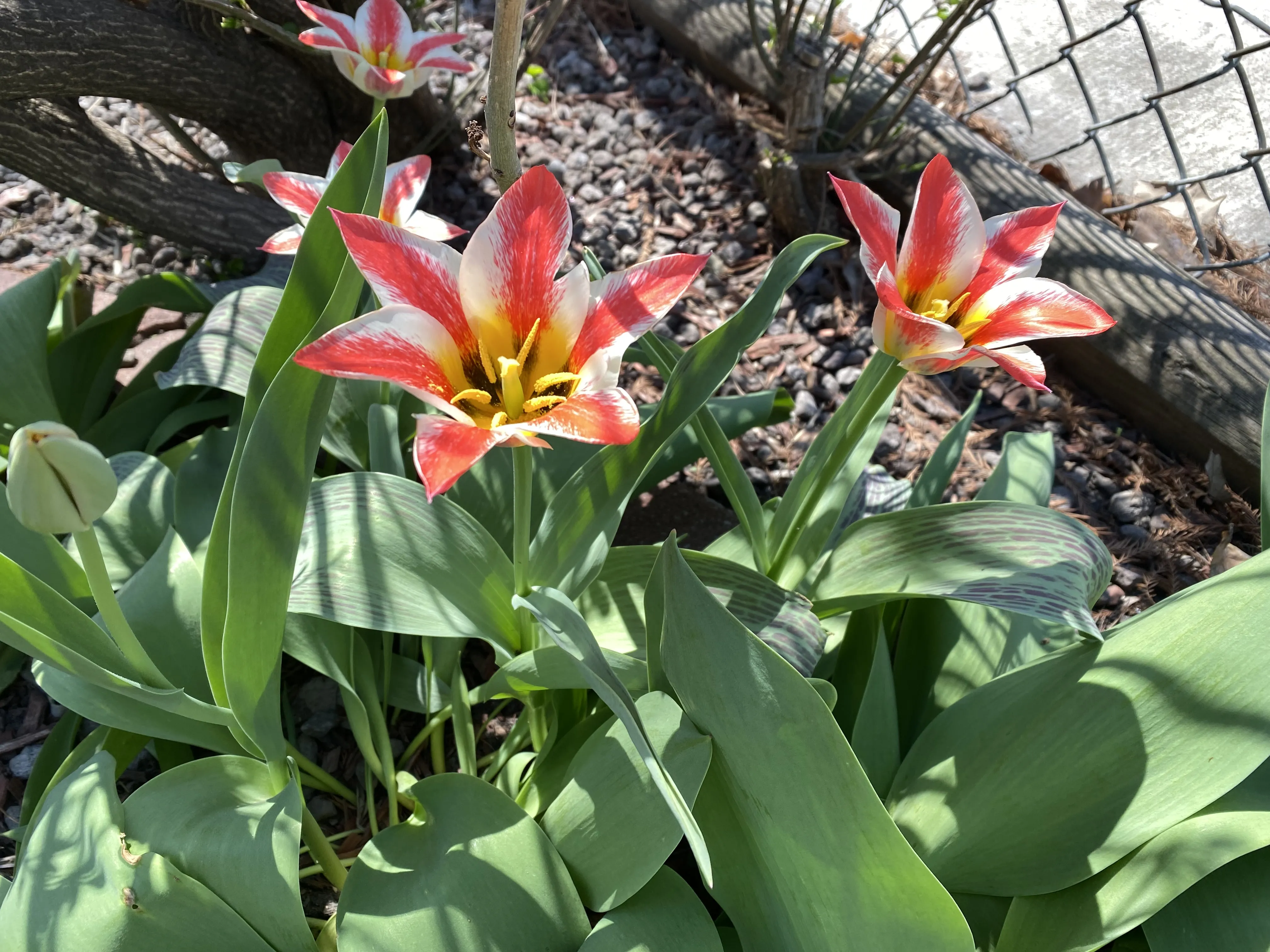 3331 N WHIPPLE ST 60618-unit#1-Chicago-IL