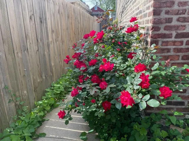 939 W 34TH ST 60608-Thirty Fourth Street Apartments-unit#01R-Chicago-IL