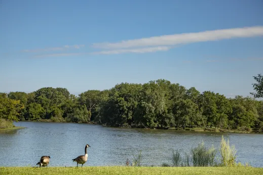 Geese-lake-woods-Northbrook_gallery(5)