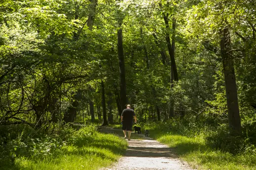 man walking dogs in wooded area surrounded by trees in the O’Hare neighborhood of Chicago