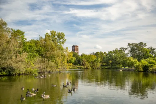 geese swimming in large pond surrounded by large beautiful trees in West Englewood Chicago