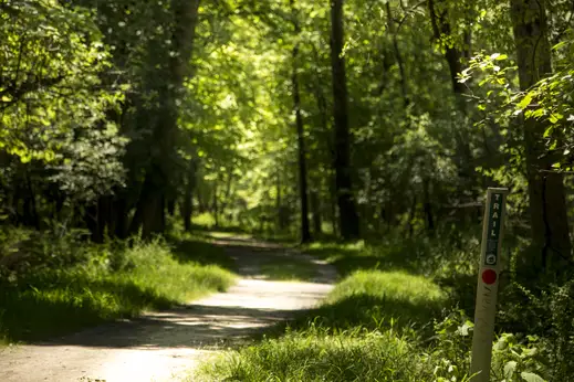 des plaines wooded trail in the O’Hare neighborhood of Chicago