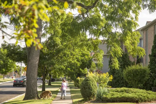 woman walking down sidewalk with full trees and shrubs on residential street in Palatine, Illinois