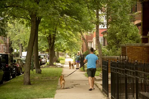 People walking dogs by apartment front lawns in Edgewater Chicago