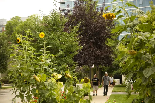 Sunflowers and people walking on sidewalk by apartments in Dearborn Park Chicago