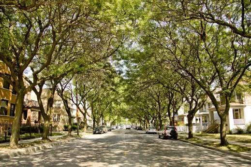 Tree canopy over residential street in Portage Park Chicago