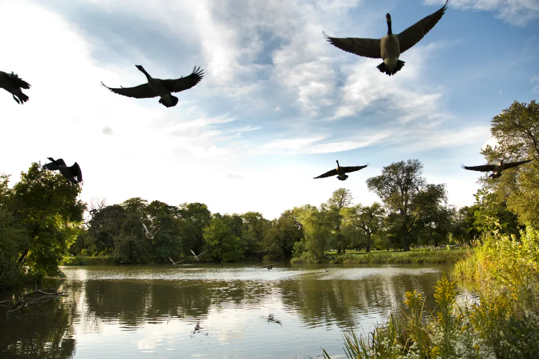 Canadian Geese taking flight from lagoon in public park near apartments in North Lawndale Chicago