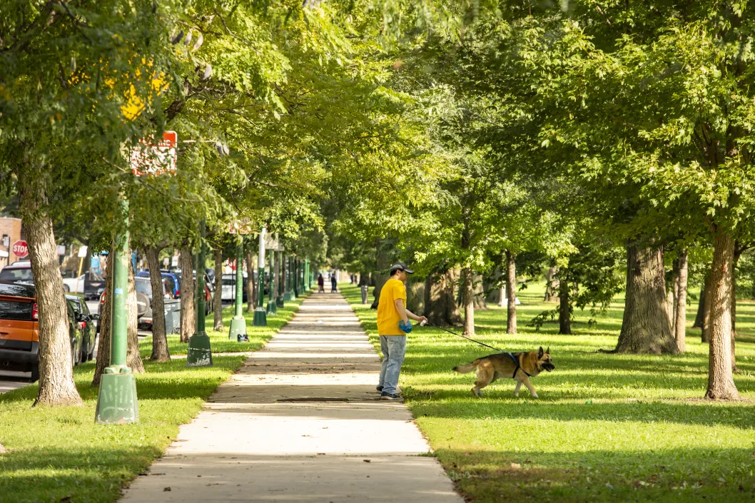 Man Walking Dog in Park with trees along the sidewalk in McKinley Park Chicago