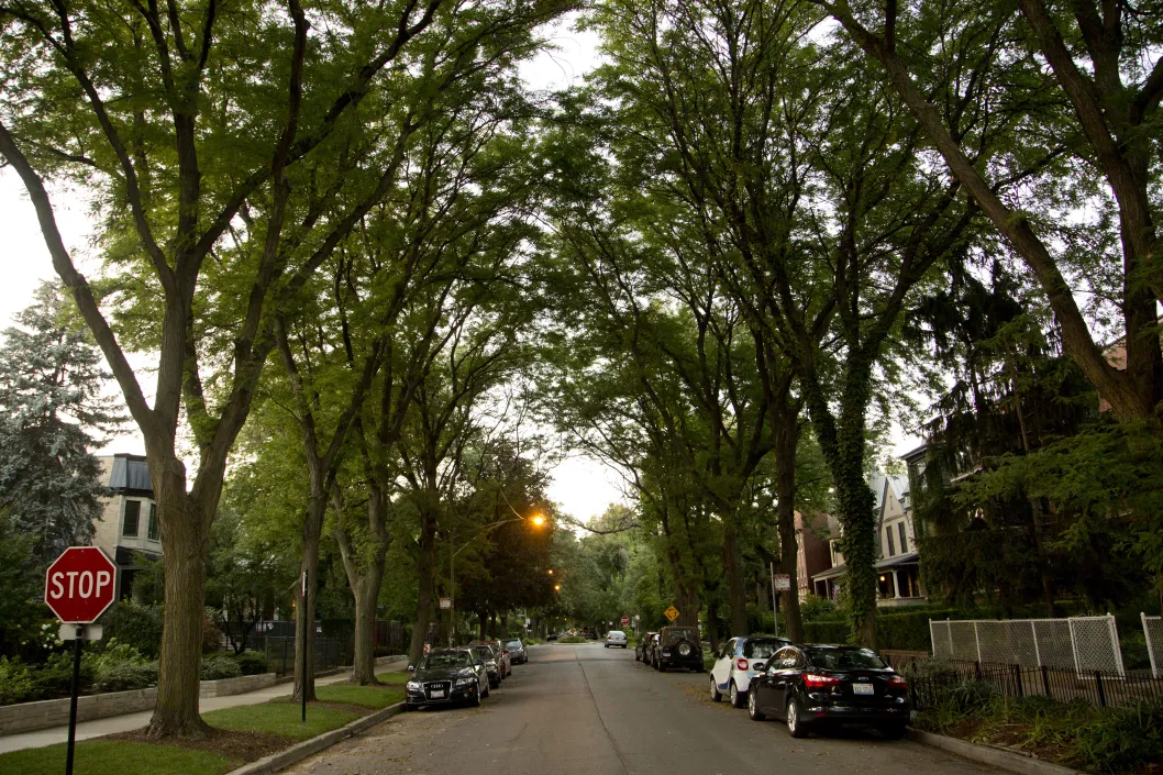 Cars parked on either side of street and tree canopy in Graceland West Chicago