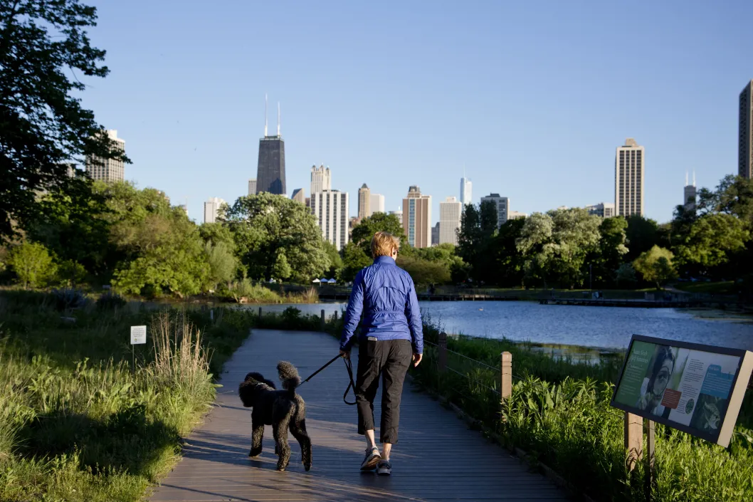 Dog walker at Lincoln Park Zoo lagoon in Lincoln Park Chicago