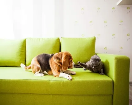 pet_friendly_apartments_in_chicago